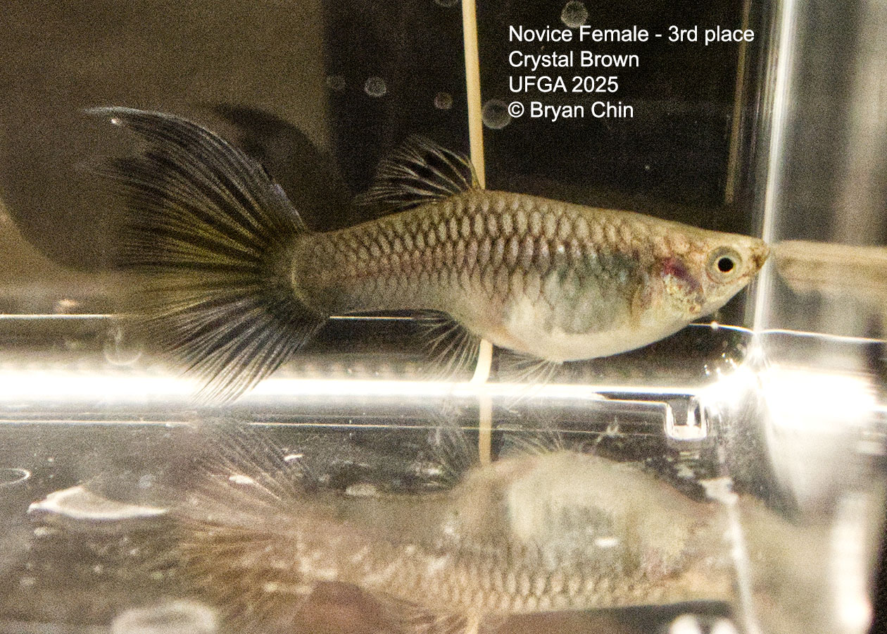 Guppy Female  Novice Class